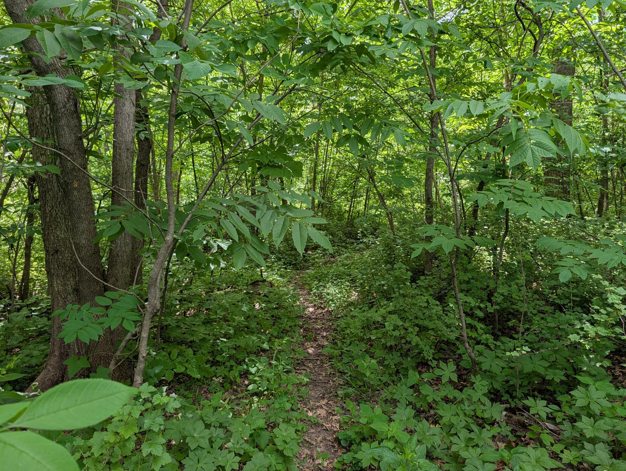 Trail marked with green flagging tape
