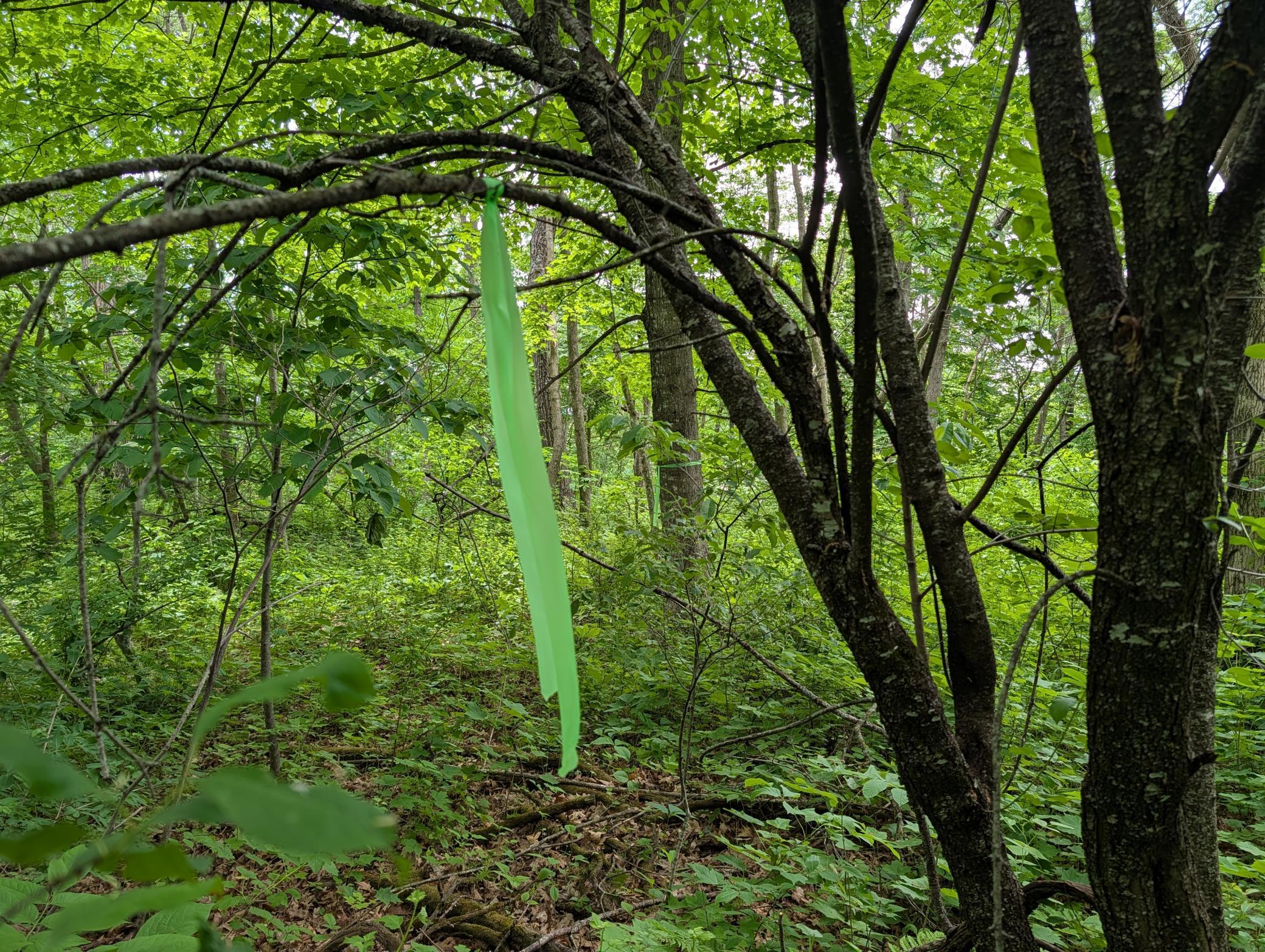 Land marked with green flagging tape