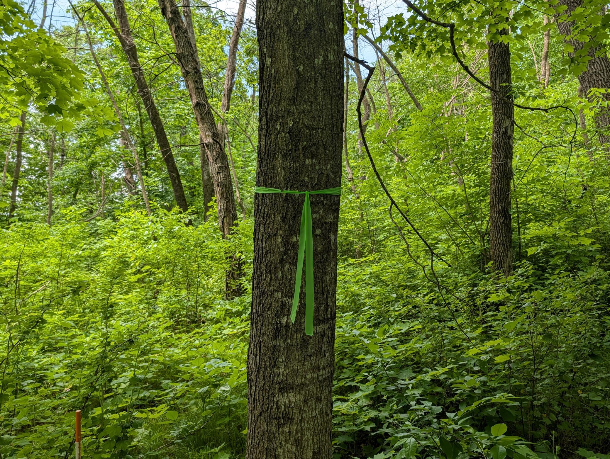 Land marked with green flagging tape