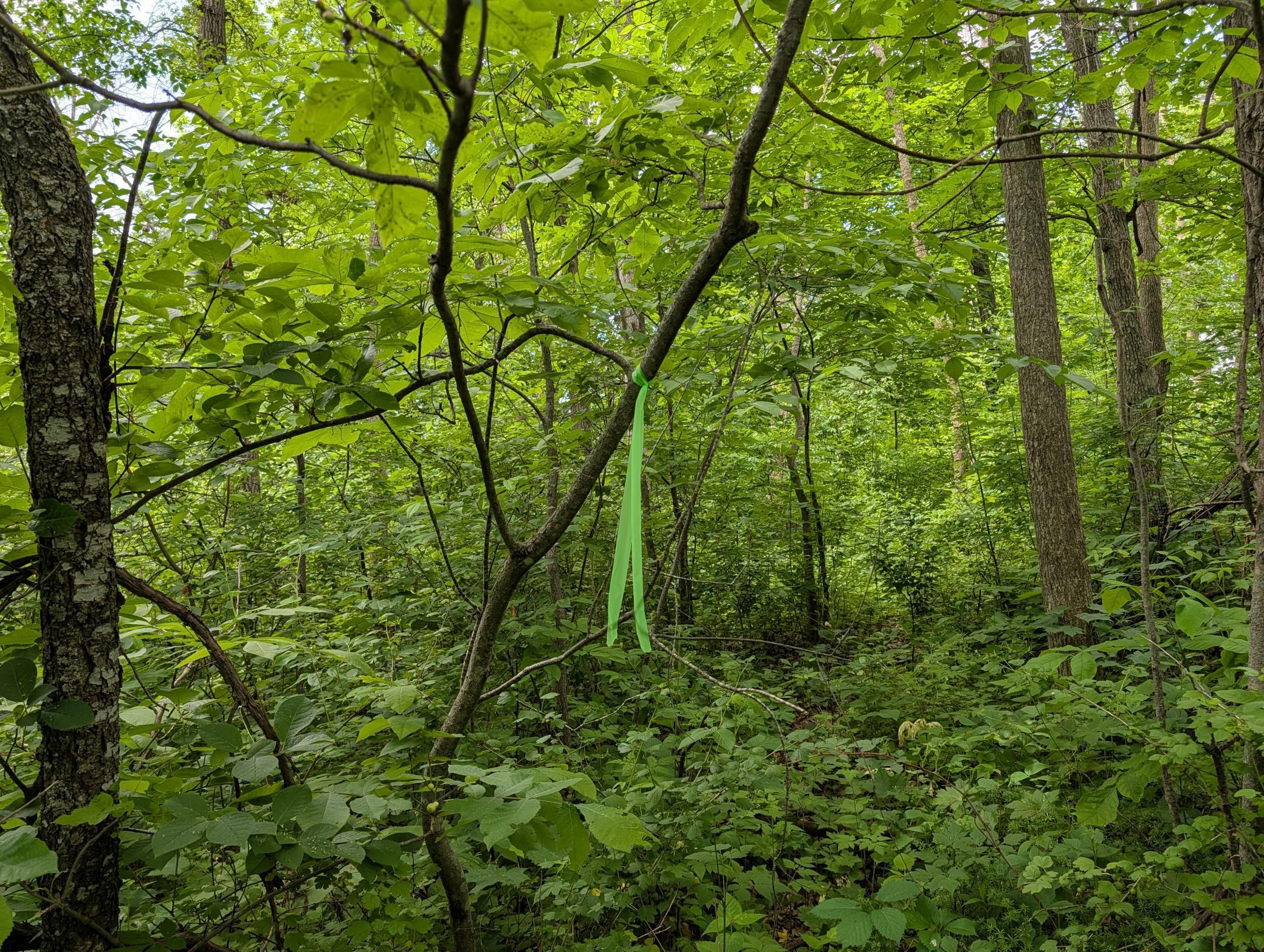 Land marked with green flagging tape