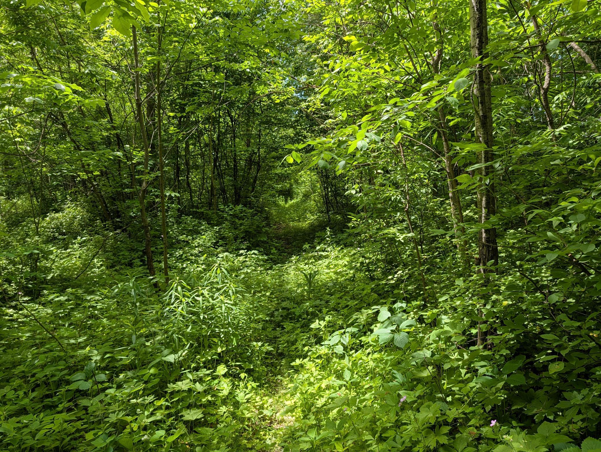 Trail marked with green flagging tape