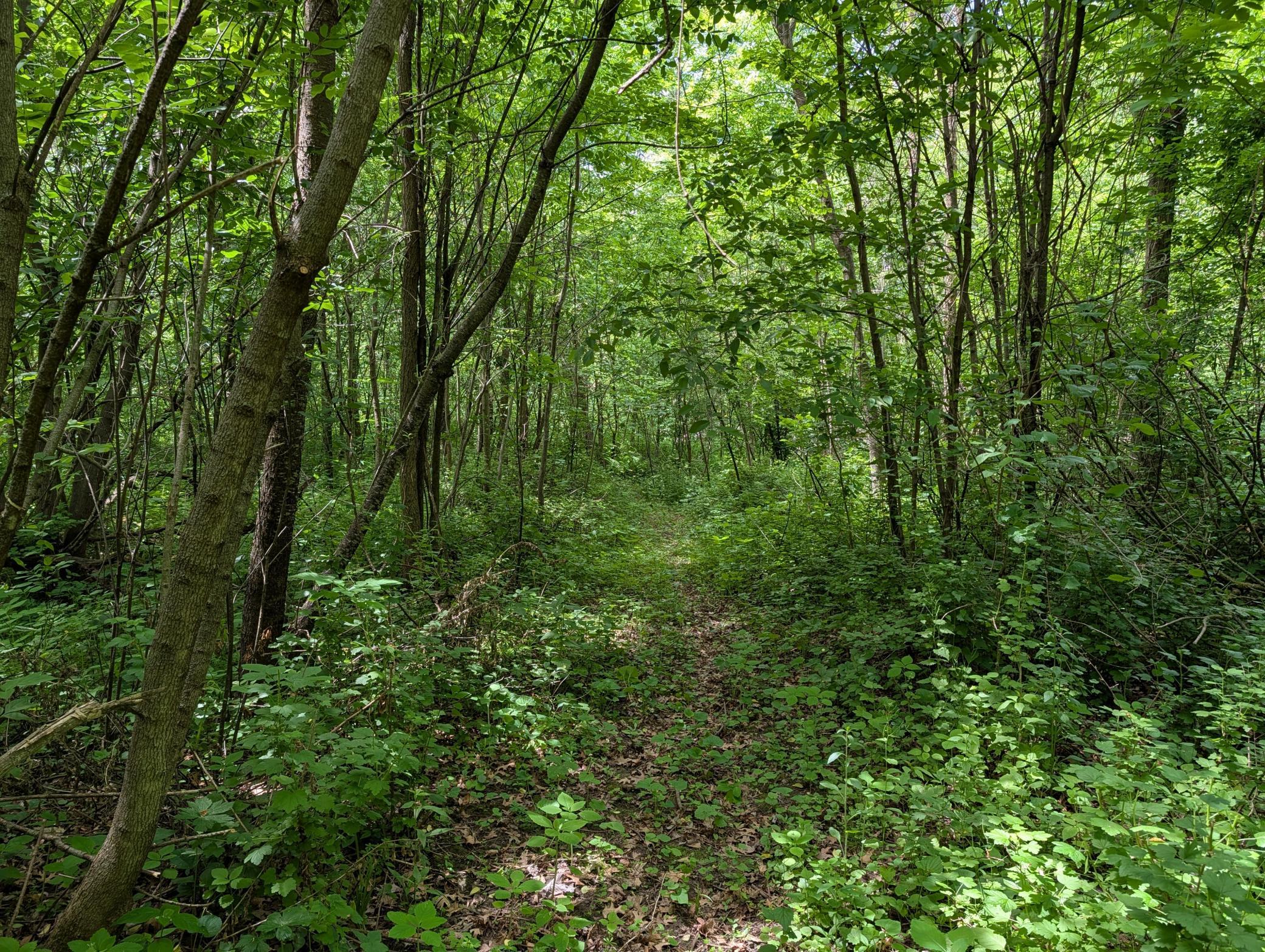 Trail marked with green flagging tape