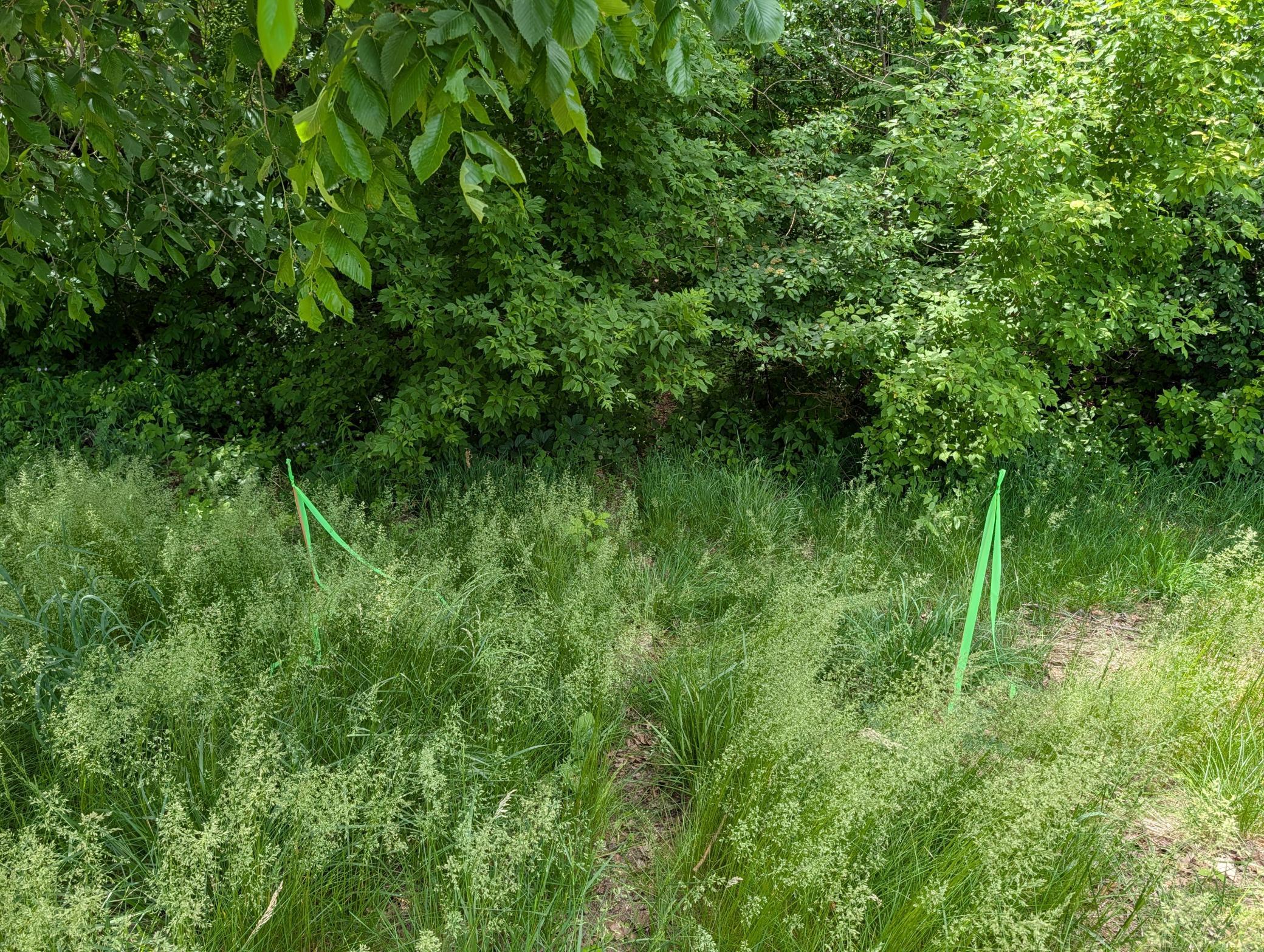 Looking from CR 19 trail marked with green flagging tape
