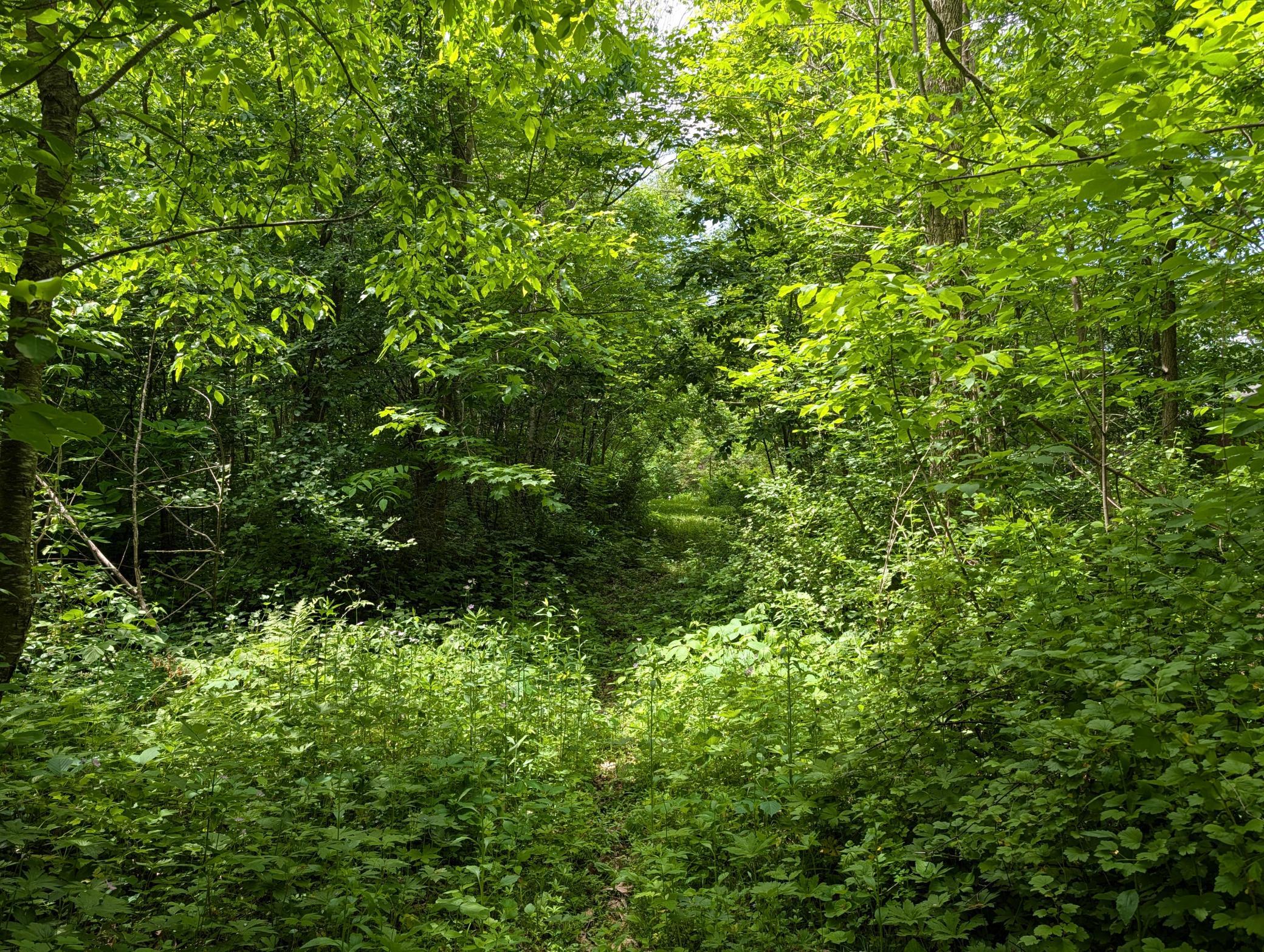 Trail marked with green flagging tape