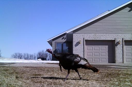 19800 Stephan Drive, Starbuck, MN 56381