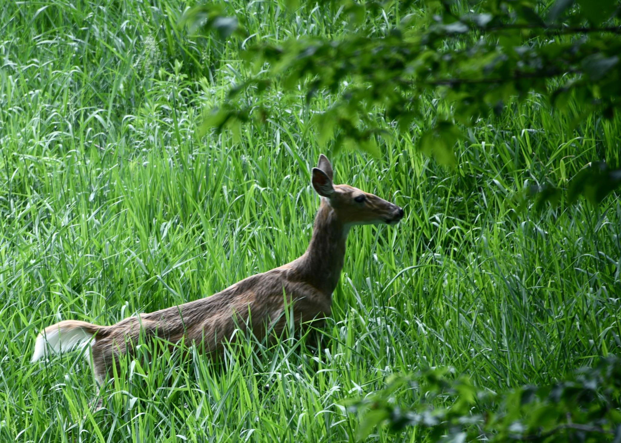 DSC_3527.JPG