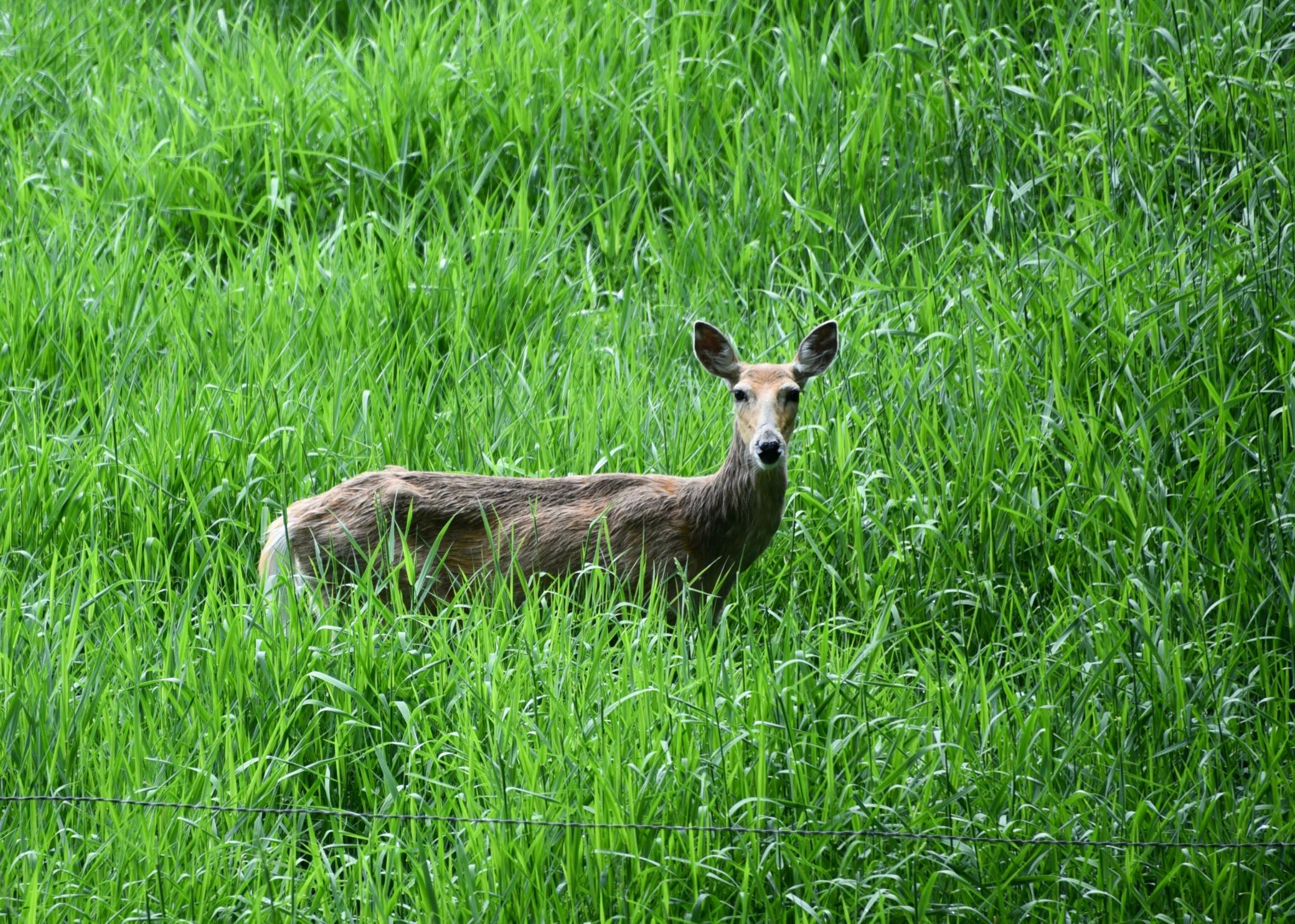 DSC_3526.JPG