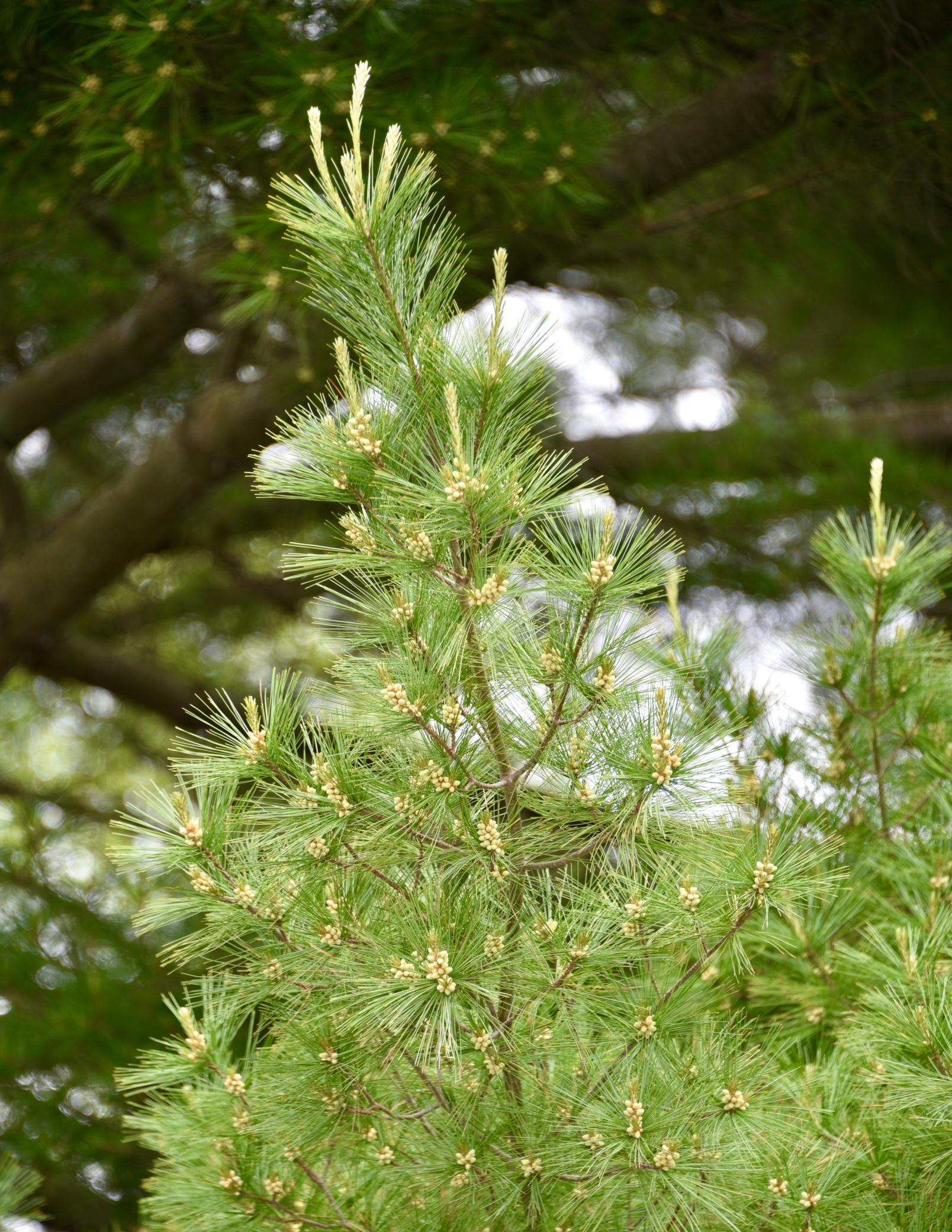 DSC_3562.JPG