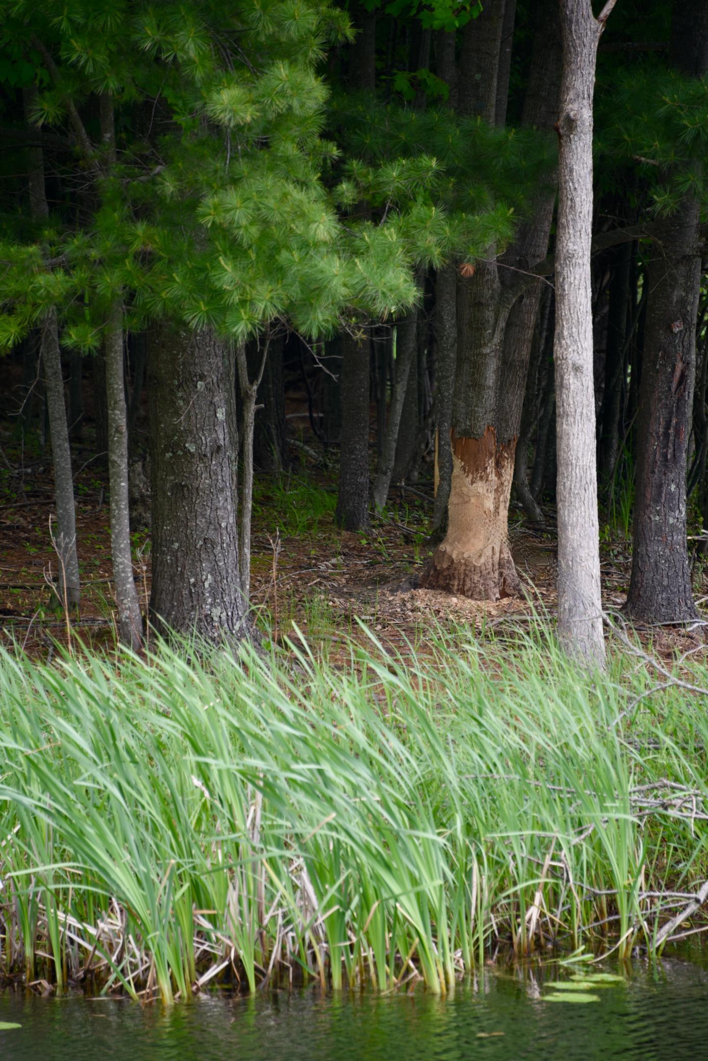 DSC_3549.JPG