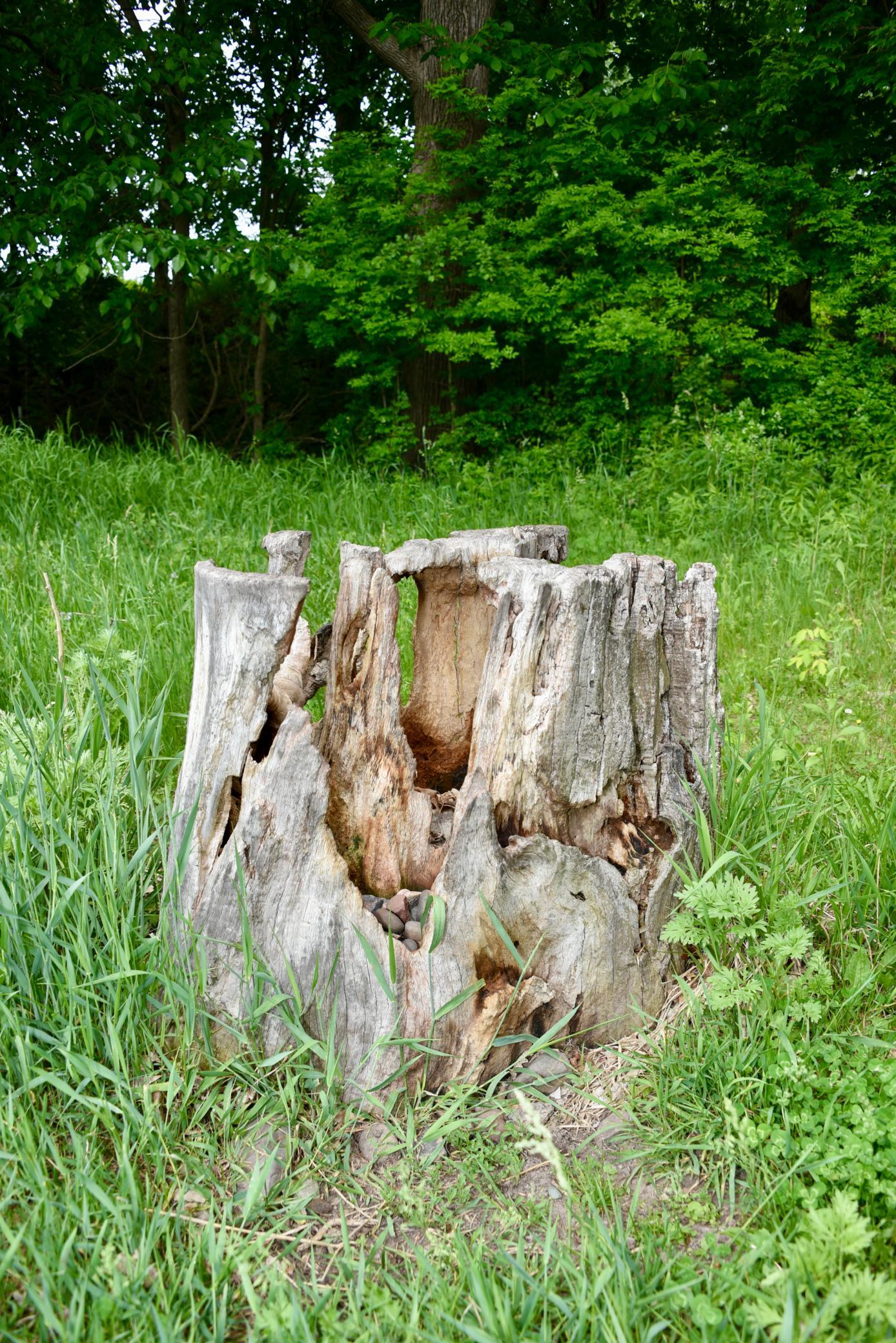 DSC_3556.JPG