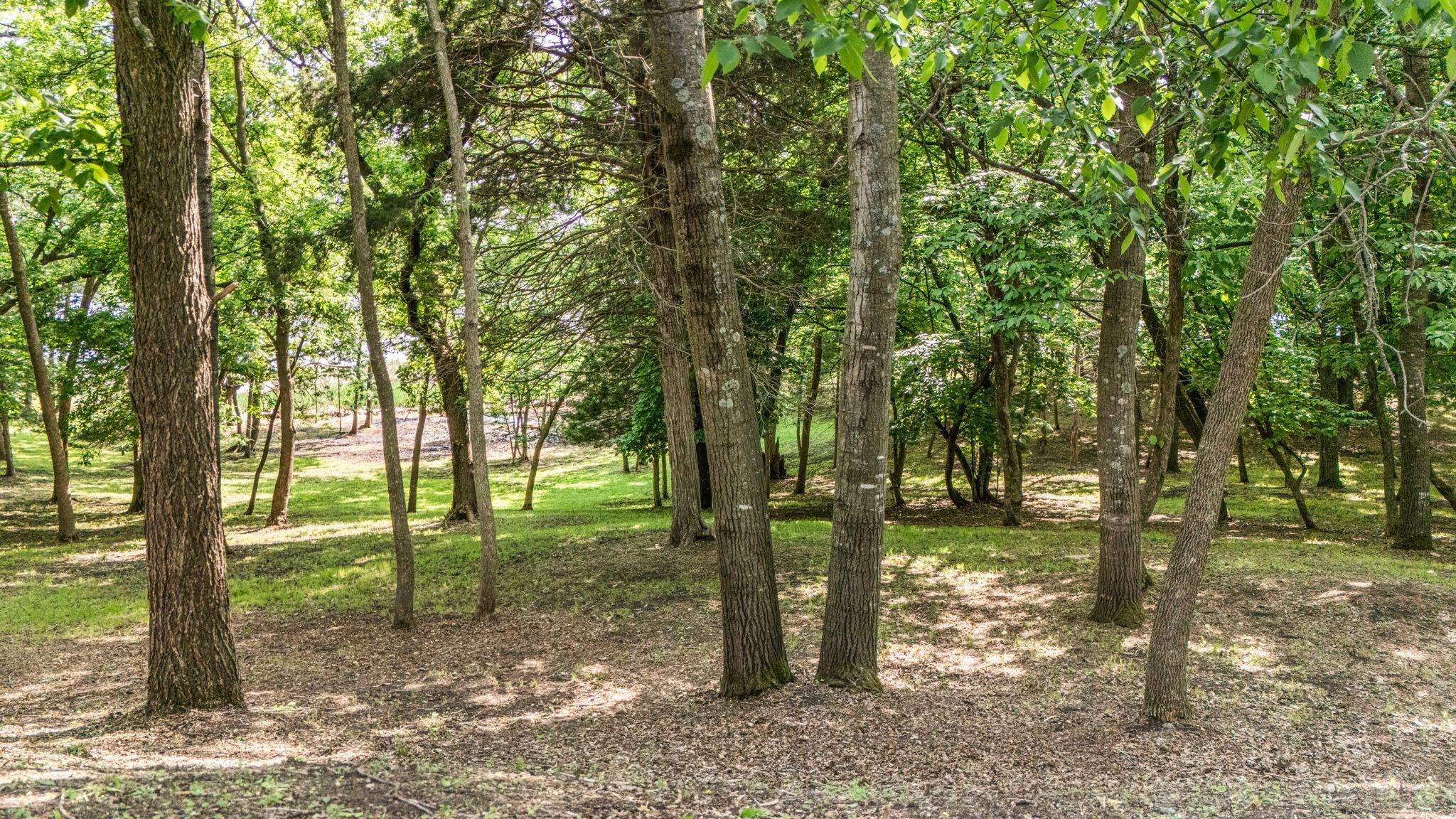Lots of Trees
