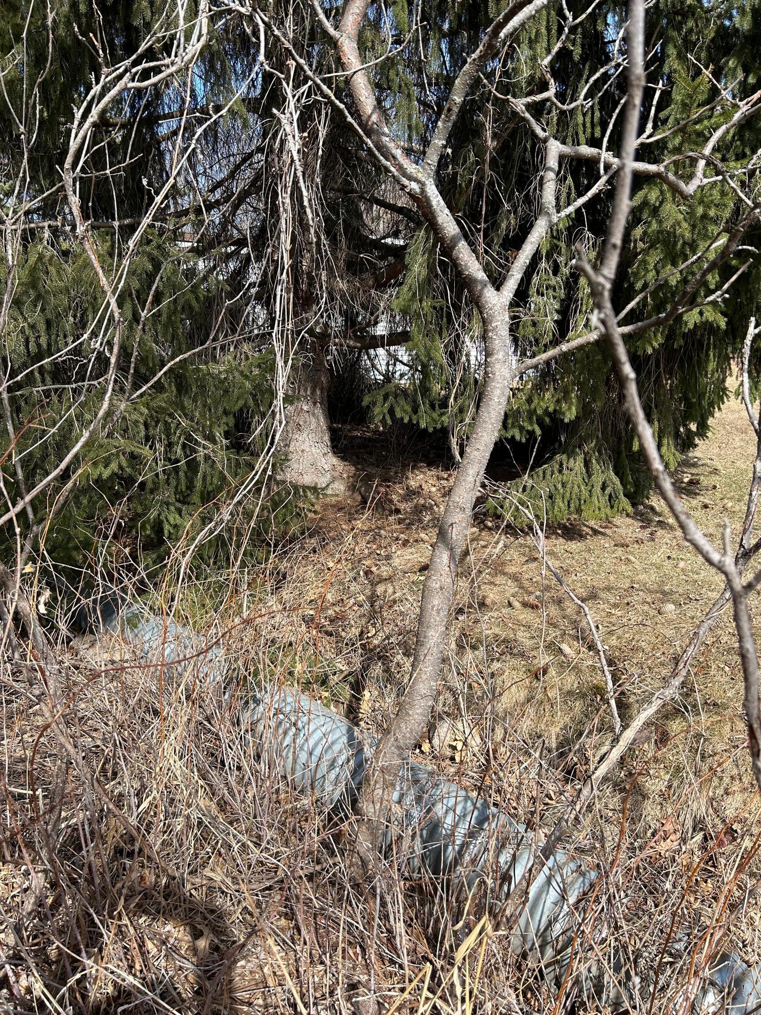 A look at the culvert which runs along the northeast side of the property and appears to be close to where that lot line runs.