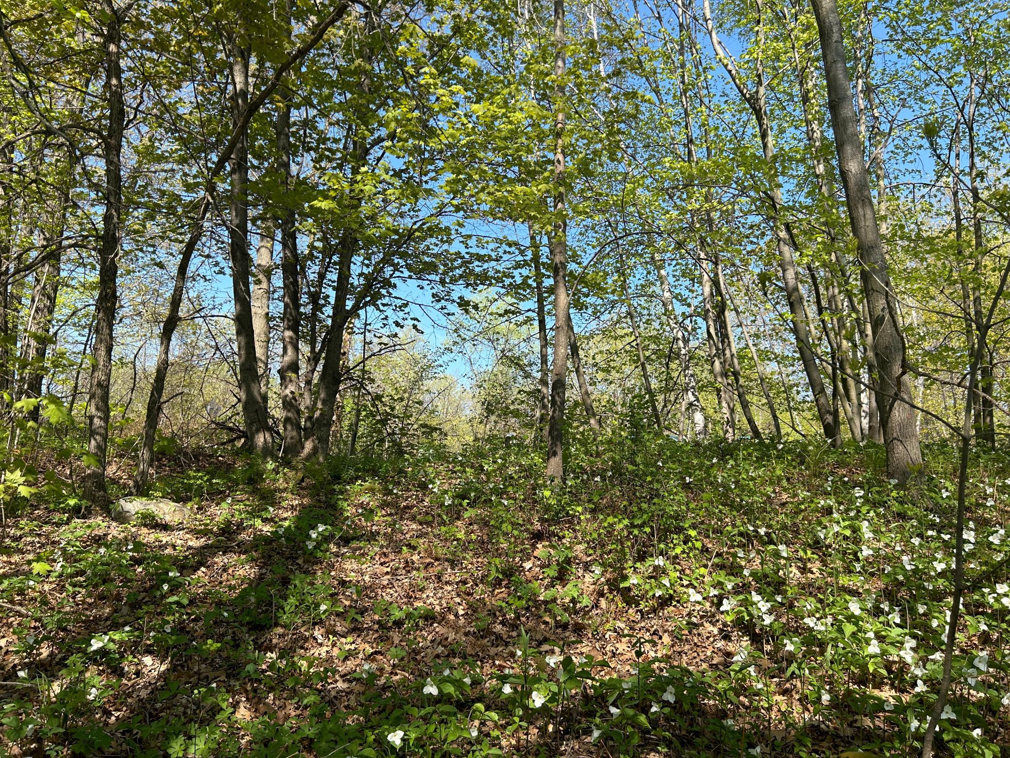 Looking back up toward the road with the woods/harbor behind you...