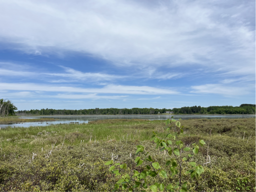 13384 Sorenson Lake Road, Merrifield, MN 56465