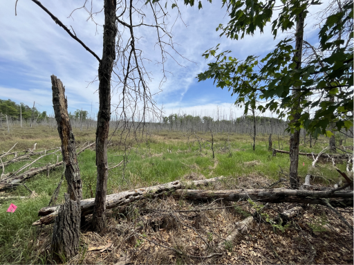 13384 Sorenson Lake Road, Merrifield, MN 56465