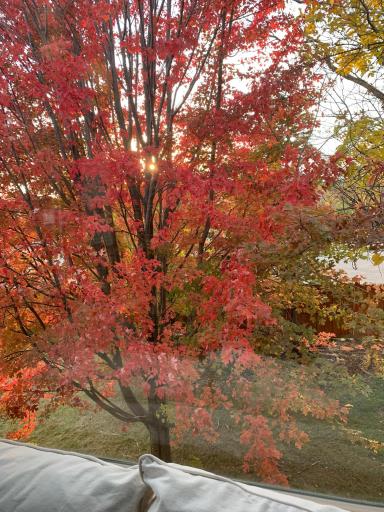 Front row seats for fall color!