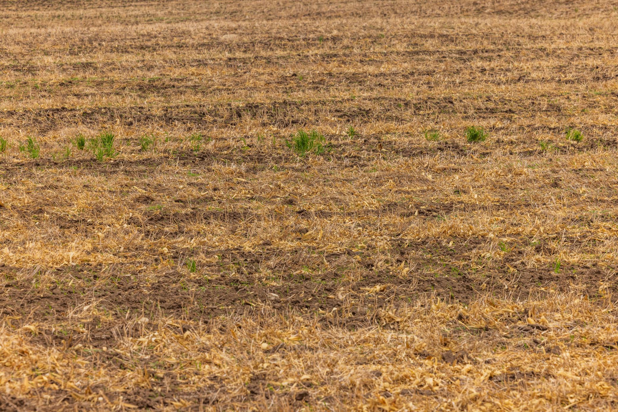 Amdak__Carbury 108+- Acres_0025.jpg