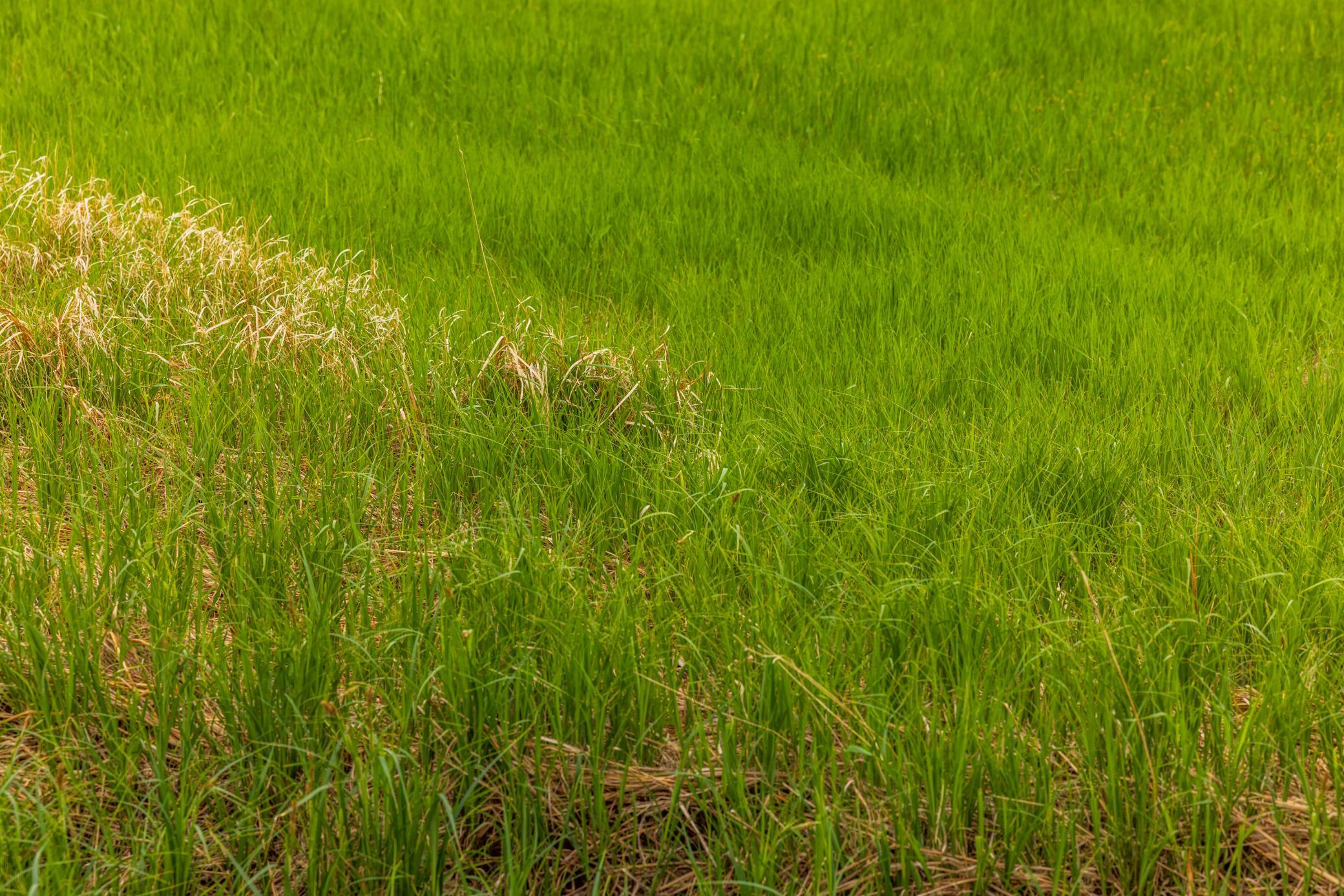 Amdak__Carbury 108+- Acres_0041.jpg