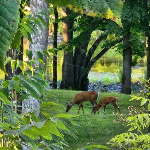 Many opportunities to enjoy the wildlife that roam through.