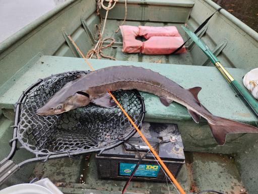 Sturgeon caught on the river.