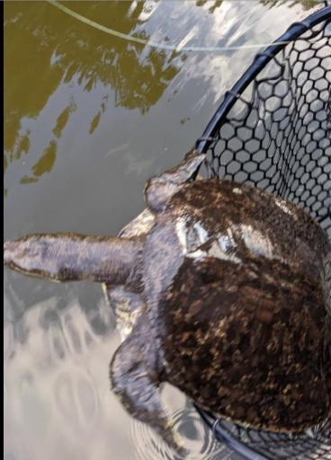 Turtle