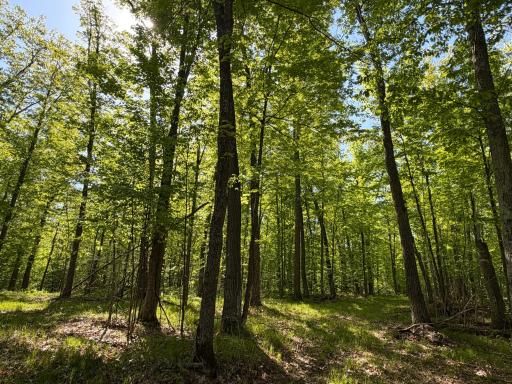 54003 Dollar Lake Road, Sandstone, MN 55072