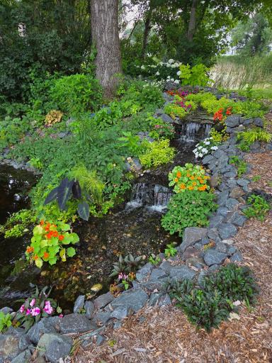 Plants from last season. Seller willing to share tips!