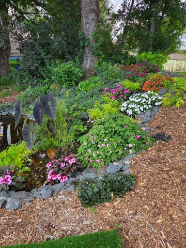 Plants from last season. Seller willing to share tips!
