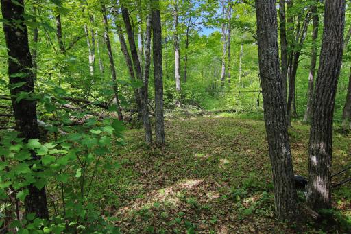 Trails in the Woods to Deerstands