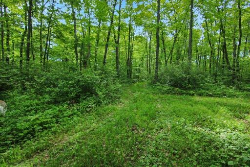 Trail