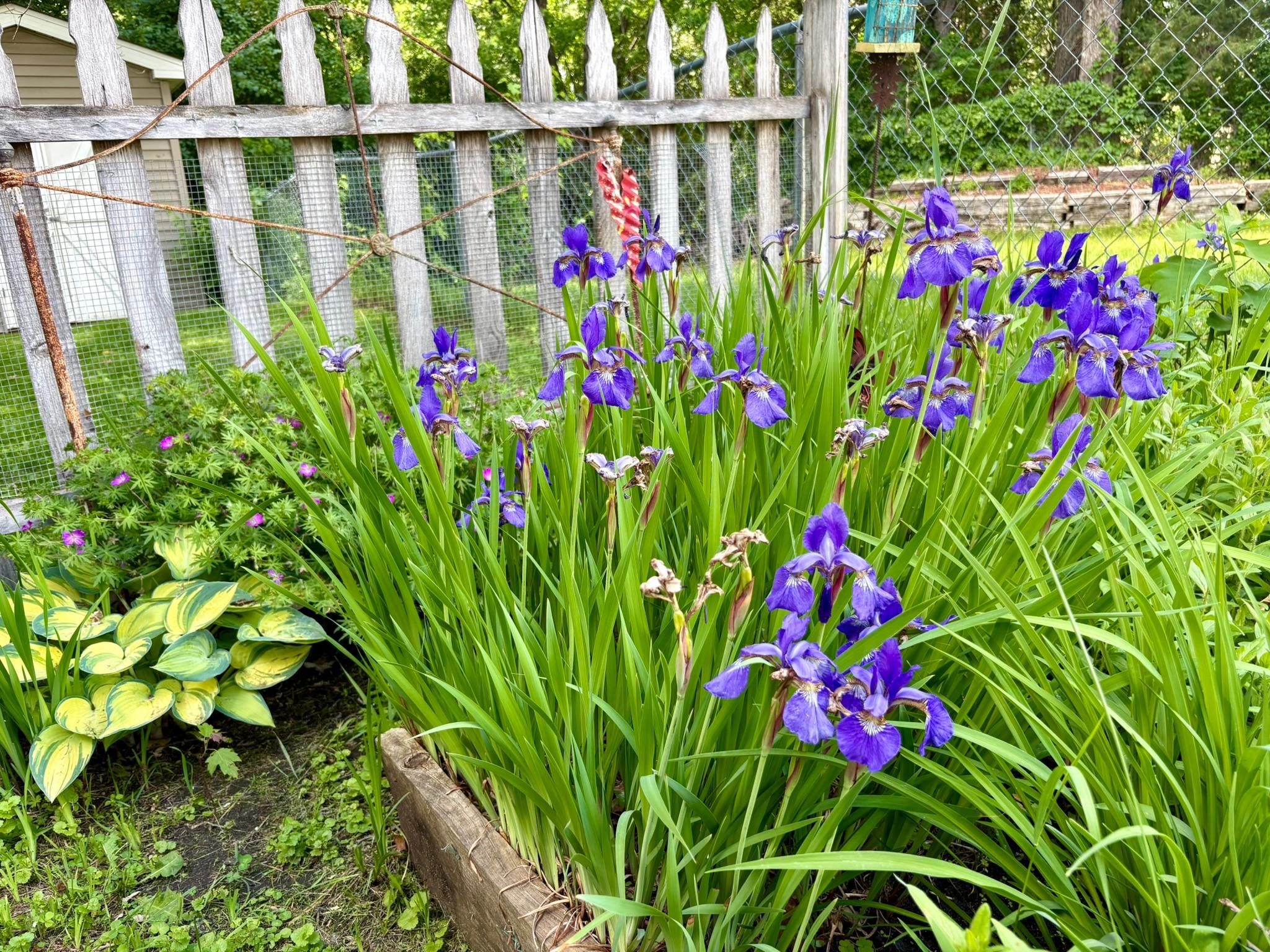 Perennials in back