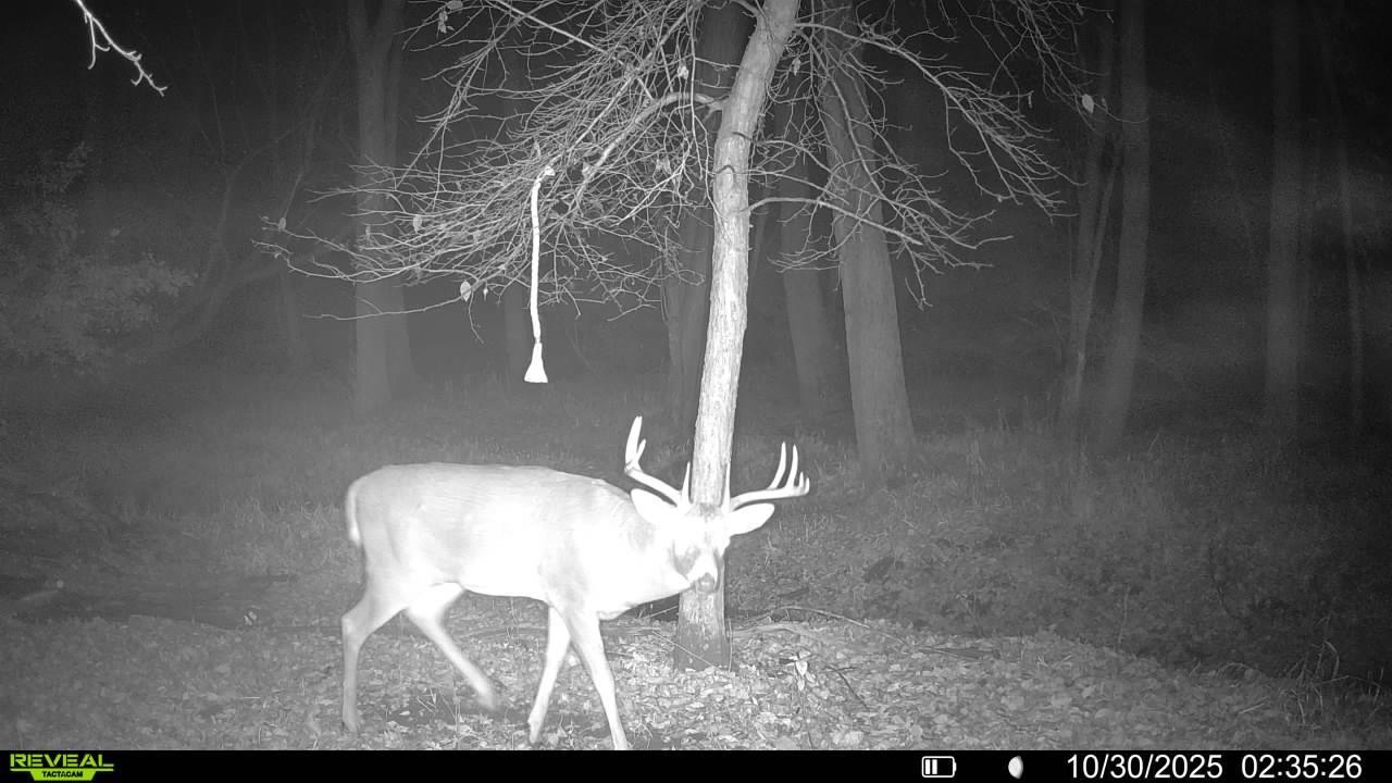 Trophy Bucks Right out Your Back Door