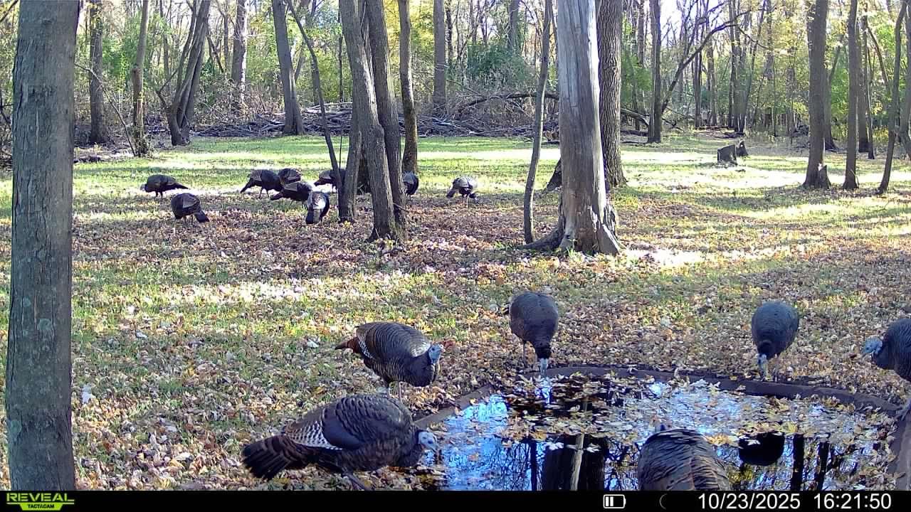 Abundant Wildlife w/ Ponds
