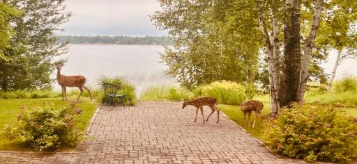 Views of the lake and wild life from the great room
