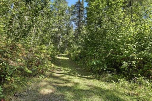 More trails in the woods