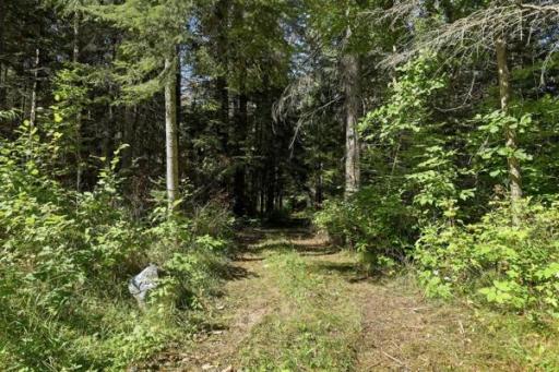 Trail in the woods
