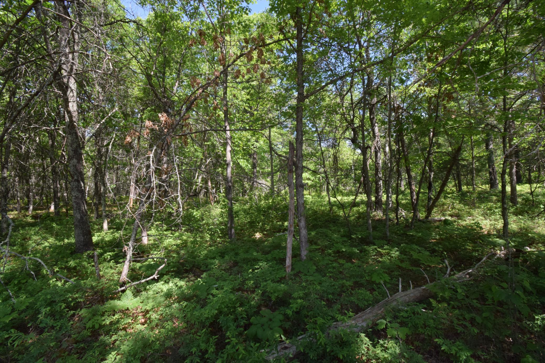 DSC_0158.JPG
