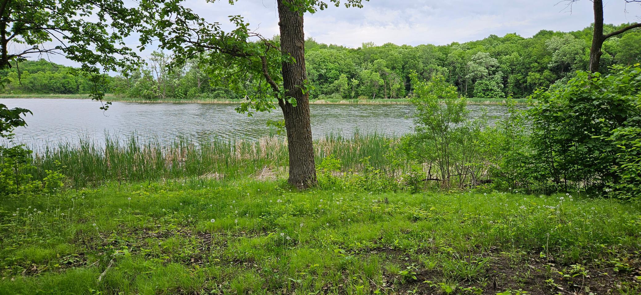 Cleared area south boundary