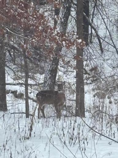 Photo from Duluth Dr.'s window, Dec. 6, 2025!