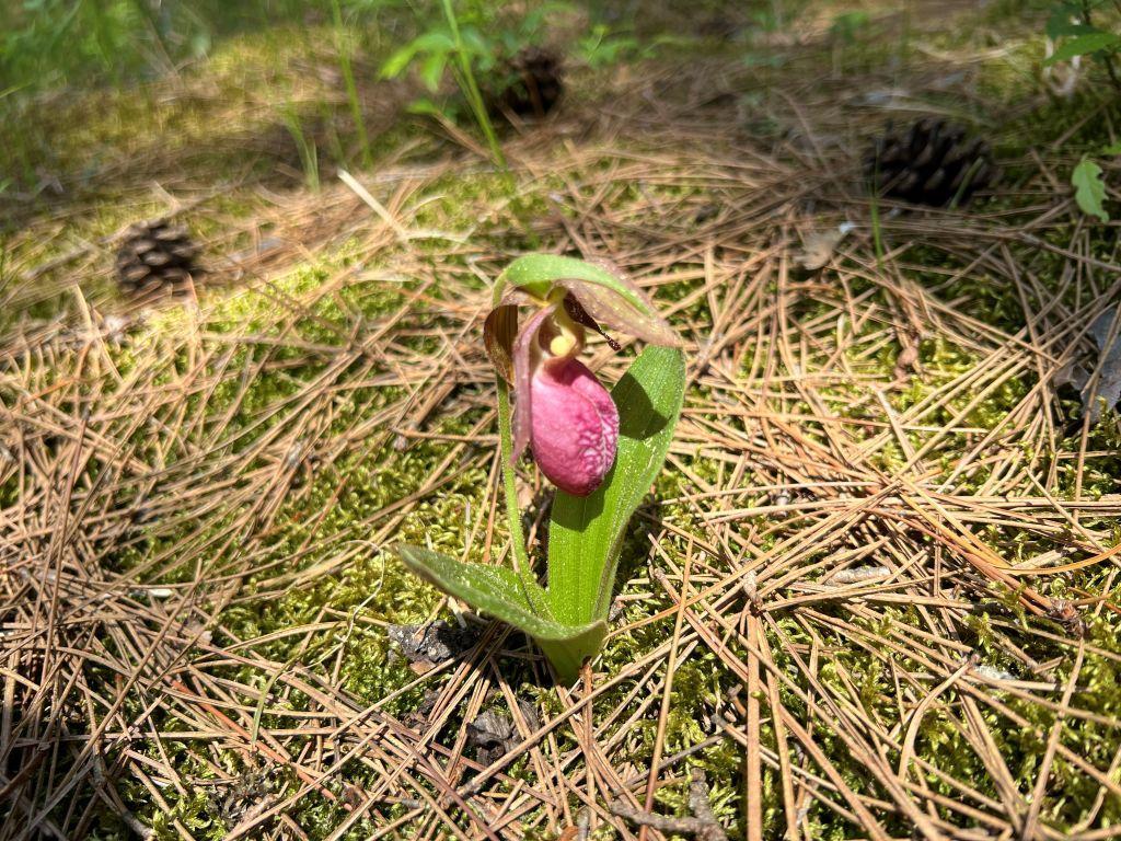 13 (LadySlipper).JPG