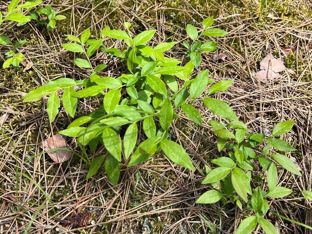 15 (lowbush blueberry).JPG