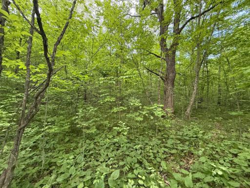 TBD Sandhill Crane Ln, Pine City, MN 55063
