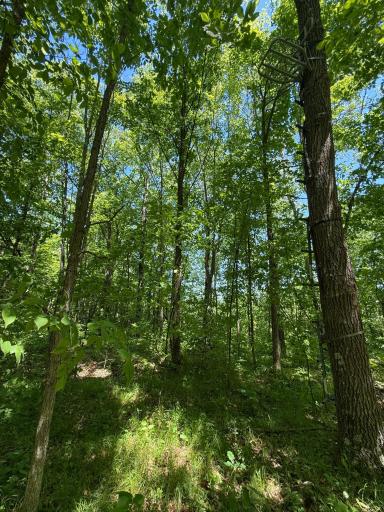 TBD Sandhill Crane Ln, Pine City, MN 55063