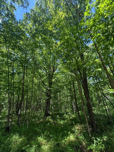 TBD Sandhill Crane Ln, Pine City, MN 55063