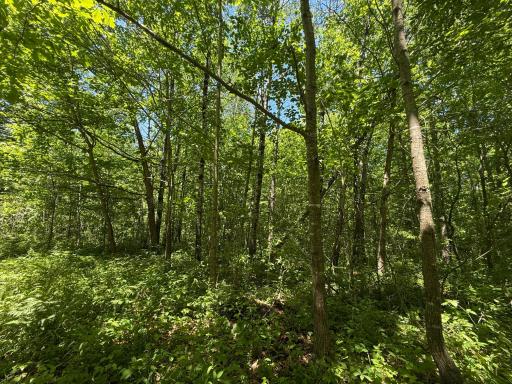 TBD Sandhill Crane Ln, Pine City, MN 55063