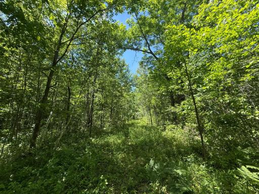 TBD Sandhill Crane Ln, Pine City, MN 55063