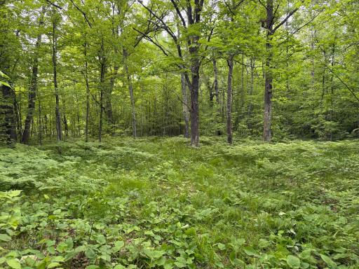 TBD Sandhill Crane Ln, Pine City, MN 55063
