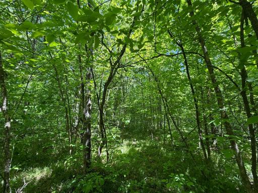 TBD Sandhill Crane Ln, Pine City, MN 55063