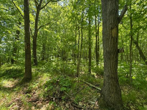 TBD Sandhill Crane Ln, Pine City, MN 55063