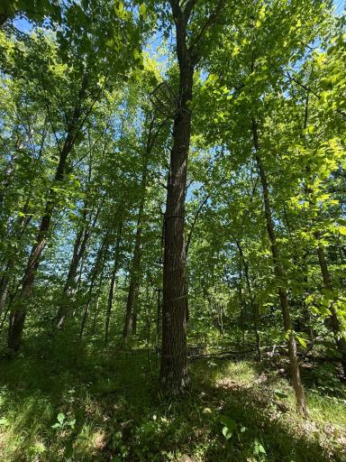 TBD Sandhill Crane Ln, Pine City, MN 55063